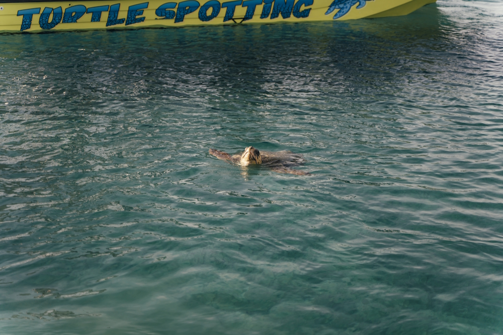 Zante Voyage 