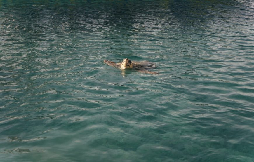 Boat trip – Sea Turtles, Hidden Caves and Majestic Cliffs — A Morning on the Ionian