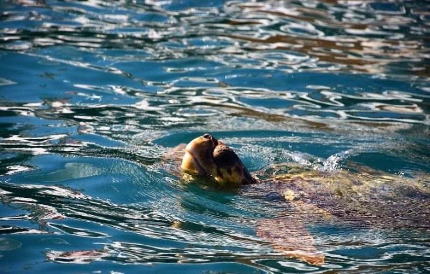 The Private 6m Skippered Boat — Turtles, Keri Caves & Mizithres  · Up to 8 Guests · 3 to 6 Hours