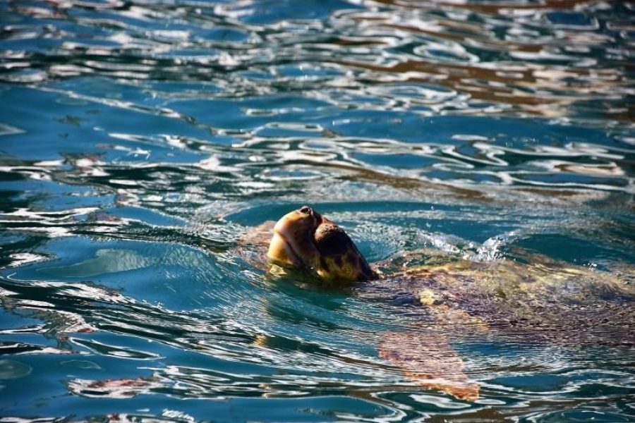 The Private 7m Skippered Experience — Turtles, Caves & Mizithres · Up to 9 Guests · 3 to 6 Hours