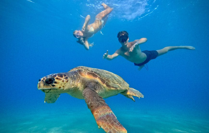 Paddle with the Turtles — A Transparent Kayak Experience