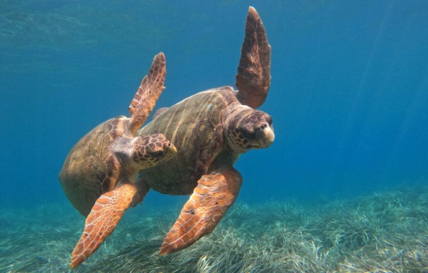 Paddle with the Turtles — A Transparent Kayak Experience